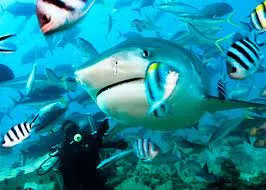 Dive Fiji - Beqa May 2025