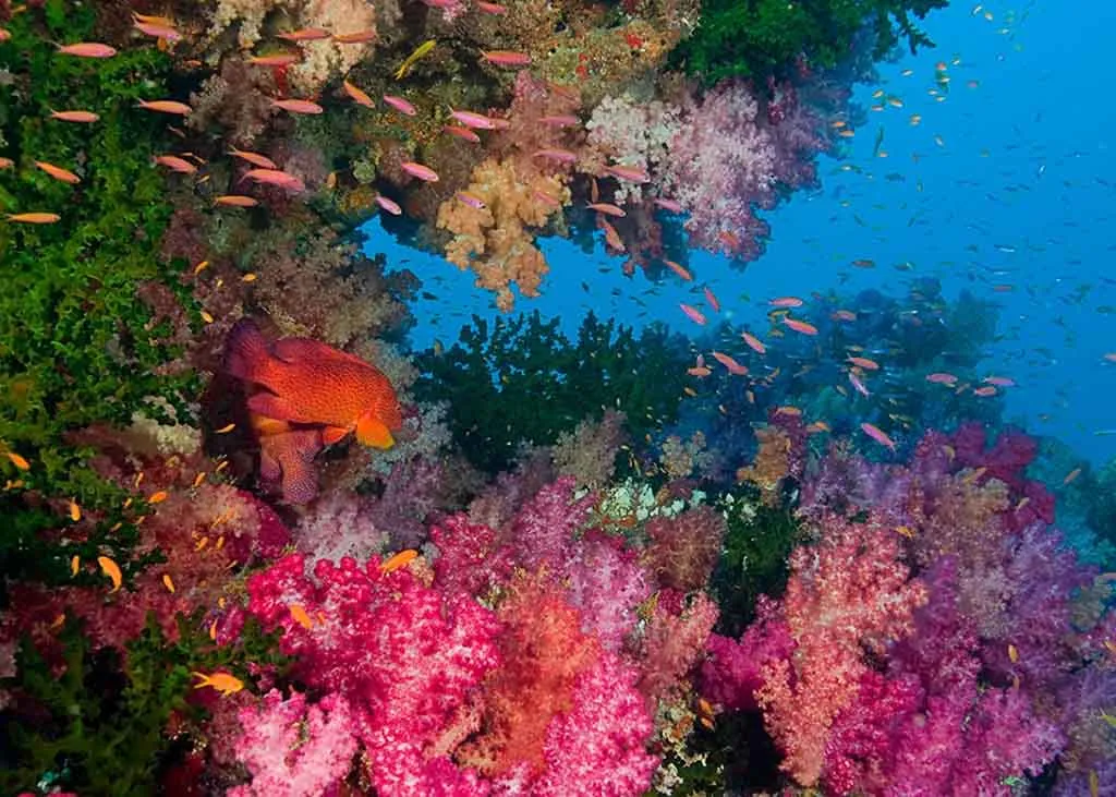 Dive Fiji - Beqa May 2025